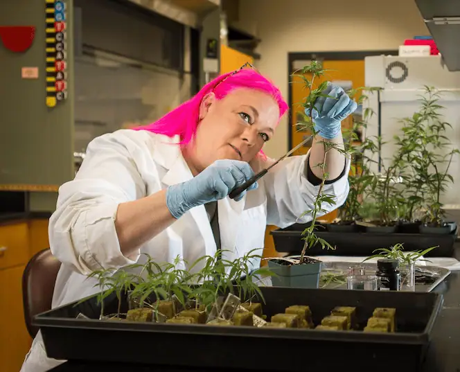 Genotyping In The Cannabis Industry: Interview With Anna Schwabe, PhD
