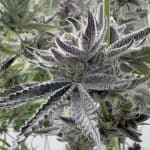 Cannabis Dreams Go Up In Smoke 3 Cannabis Dreams Go Up In Smoke