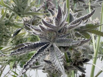 Cannabis Dreams Go Up In Smoke