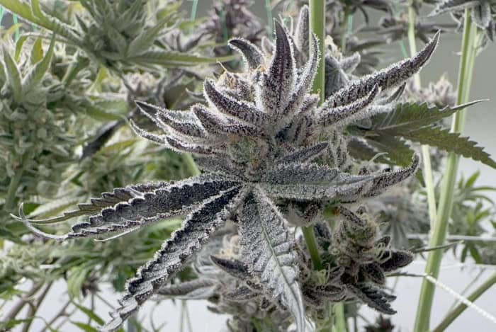 Cannabis Dreams Go Up In Smoke
