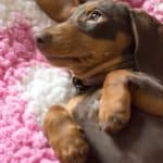 Dog And Cat Owners Warned Over Unexpected Bills 4 Dog And Cat Owners Warned Over Unexpected Bills