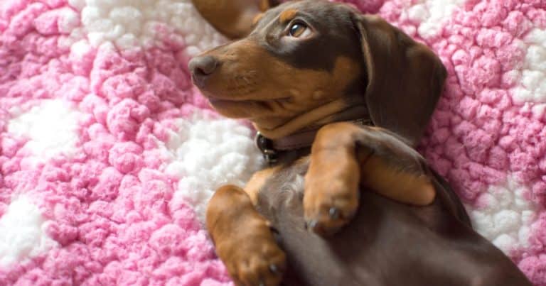 Dog And Cat Owners Warned Over Unexpected Bills