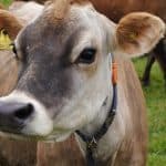 Study: Spent Hemp Biomass As Stock Feed 4 Study: Spent Hemp Biomass As Stock Feed