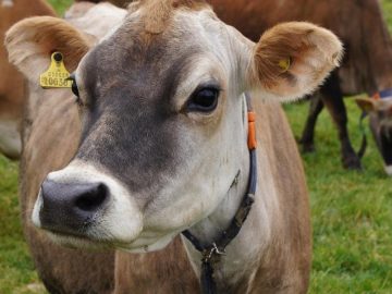 Study: Spent Hemp Biomass As Stock Feed