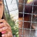 Video: Russian Boxer Gives Orangutan Her Vape To Puff, Sparks Outrage 3 Video: Russian Boxer Gives Orangutan Her Vape To Puff, Sparks Outrage