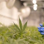 NewsGP – AHPRA Targets Medicinal Cannabis Prescribing
