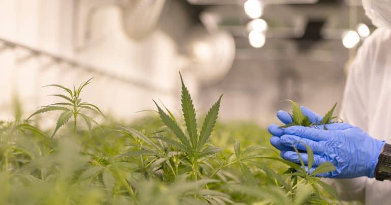 NewsGP – AHPRA Targets Medicinal Cannabis Prescribing