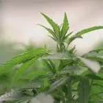 Kentucky Cannabis Businesses Sue Office Of Medical Cannabis 3 Kentucky Cannabis Businesses Sue Office Of Medical Cannabis