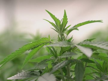 Kentucky Cannabis Businesses Sue Office Of Medical Cannabis