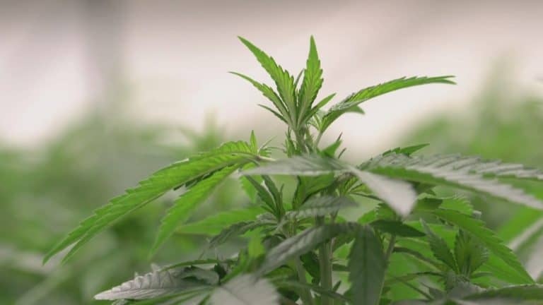 Kentucky Cannabis Businesses Sue Office Of Medical Cannabis