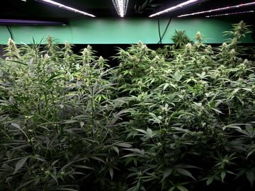 Thailands Changing Cannabis Rules Leave Farmers In A Tough Spot