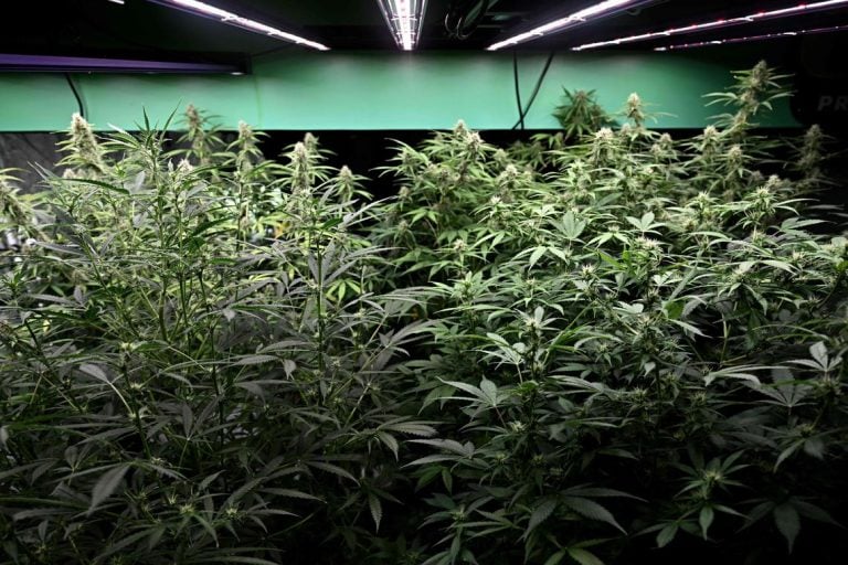 Thailands Changing Cannabis Rules Leave Farmers In A Tough Spot