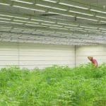 Kentucky Facility Begins Cultivating State 3 Kentucky Facility Begins Cultivating State