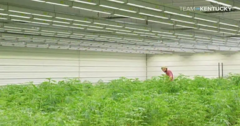 Kentucky Facility Begins Cultivating State