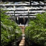 Cannabis Industry Stakeholders React To DEA Head Terrance Coles Confirmation 4 Cannabis Industry Stakeholders React To DEA Head Terrance Coles Confirmation