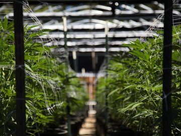 Cannabis Industry Stakeholders React To DEA Head Terrance Coles Confirmation 2 Cannabis Industry Stakeholders React To DEA Head Terrance Coles Confirmation