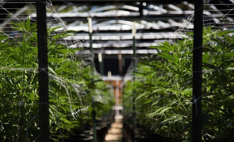 Cannabis Industry Stakeholders React To DEA Head Terrance Coles Confirmation