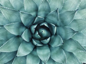 Should Cannabis Be Part Of A Practical Wellness Routine 3 Should Cannabis Be Part Of A Practical Wellness Routine