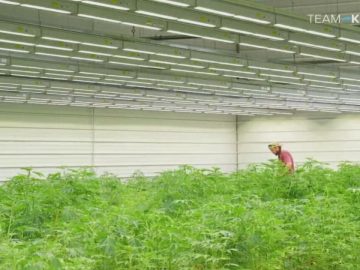 Ky. Governor Asks President Trump To Allow Less Dangerous Classification For Cannabis