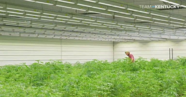 Ky. Governor Asks President Trump To Allow Less Dangerous Classification For Cannabis