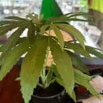 Maine Public Health Group Continues Focus On Medical Cannabis Testing 4 Maine Public Health Group Continues Focus On Medical Cannabis Testing