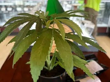 Maine Public Health Group Continues Focus On Medical Cannabis Testing