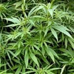 Couple Set To Lose $1.7m In Property After Cannabis Bust 3 Couple Set To Lose $1.7m In Property After Cannabis Bust