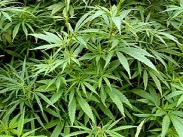Couple Set To Lose $1.7m In Property After Cannabis Bust