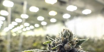 NewsGP – Growing Concerns Spark TGA Cannabis Consultation