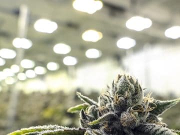 NewsGP – Growing Concerns Spark TGA Cannabis Consultation