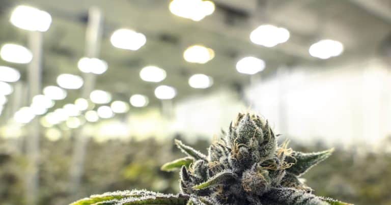 NewsGP – Growing Concerns Spark TGA Cannabis Consultation