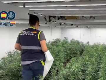 Spain Police Dismantle Gang Smuggling Cannabis To Ireland