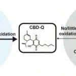 Vaping Cannabinoid Mixtures Produces A Chemical That Destroys Human Tissue, Research Reveals 3 Vaping Cannabinoid Mixtures Produces A Chemical That Destroys Human Tissue, Research Reveals